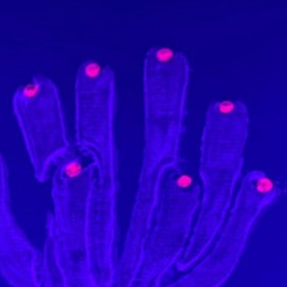 UV BLACKLIGHT CORAL PAINTING Black Canvas Coral Saltwater Reef Ocean Life Art - Picture 3 of 3